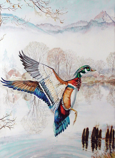 Wood Duck 1. Click here to see enlargement. © Ruth Mayer Fine Art.
