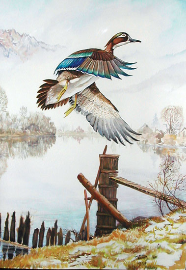 Wood Duck 2. Click here to see enlargement. © Ruth Mayer Fine Art.